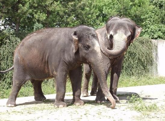 Mládě se bohužel narodilo mrtvé. | Foto: zoo ústí nad labem