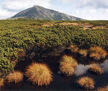 Subalpinská tundra - Krkonoše | Foto: Aktuálně.cz