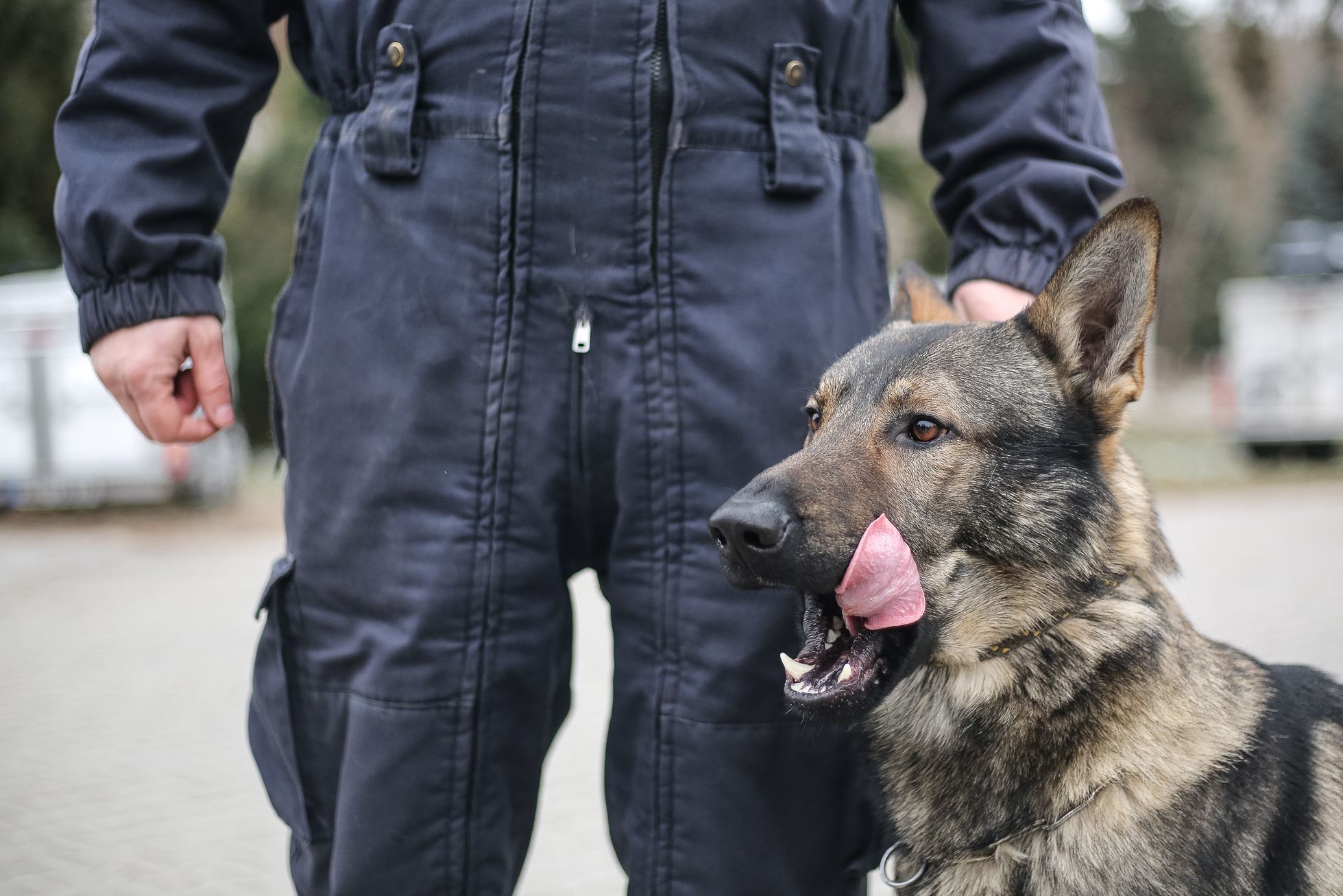 Pilsen bewilligt Lebensrenten für die beiden Hunde, die ihren Dienst bei der Polizei beendet haben