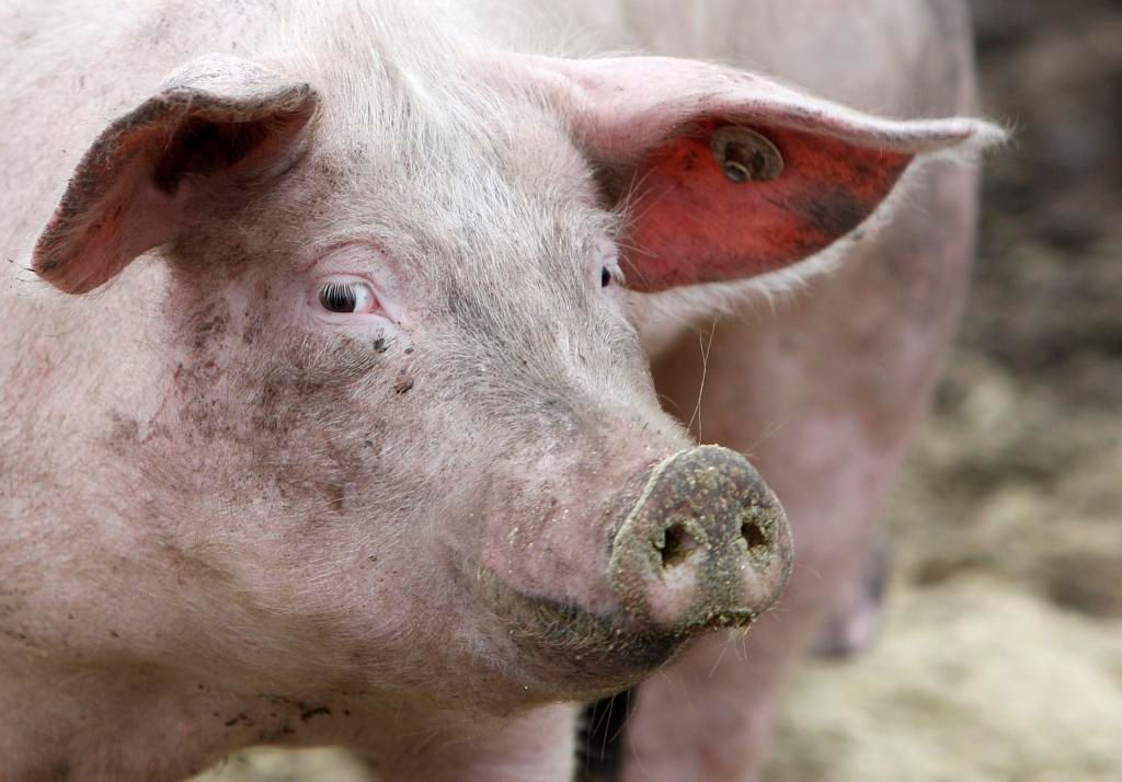 Czechs can once again export pork to Russia, restrictions due to African swine fever have ended