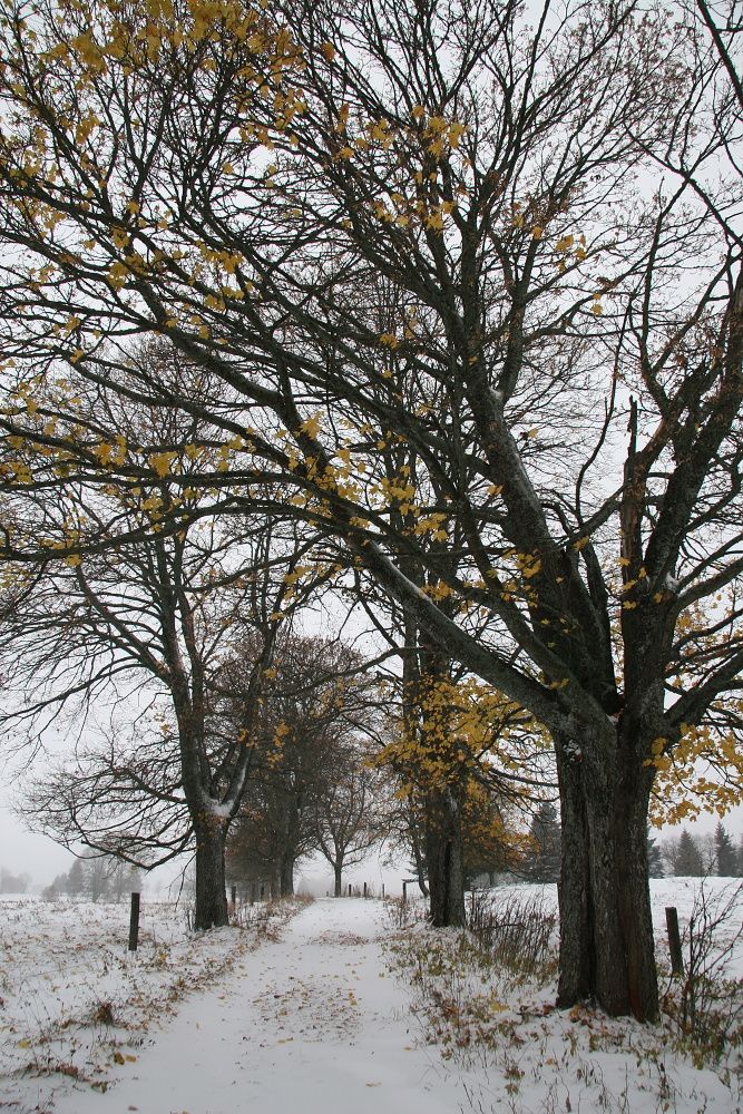 ...sníh v týdnu zřejmě dlouho nevydrží... | Foto: Tomáš Jiřička, NP Šumava