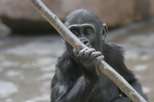 Opička Moja je snad definitivně samička | Foto: Zoo Praha