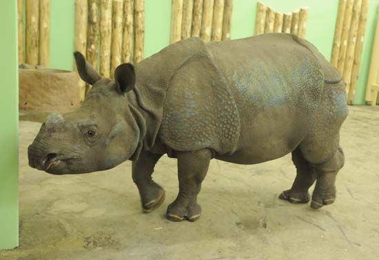 V Plzni už na Beniho čeká samice Manjula | Foto: Zoo Plzeň