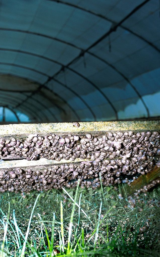 Příhodné druhy plžů ve Francii chovají nejen venku, ale i uvnitř skleníků. | Foto: Profimédia