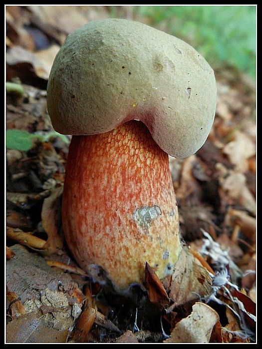 Hřib koloděj čili kolář patří ke krásně vybarveným houbám. | Foto: Zdeněk Pelda