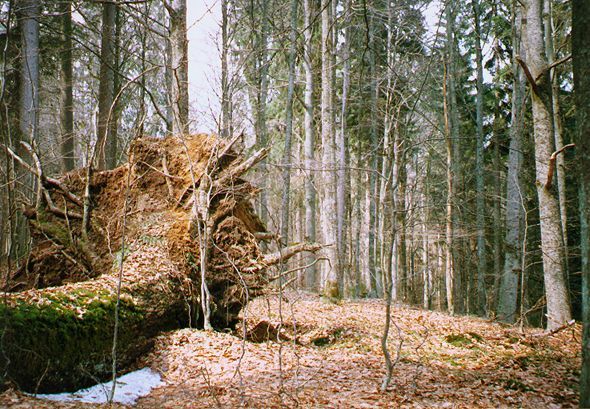 Žofínský prales | Foto: Archiv