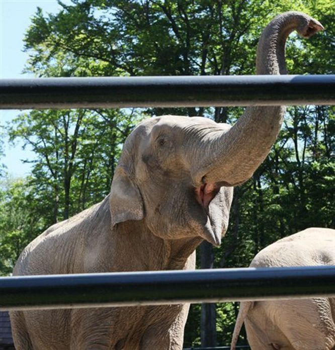 Slonice Citta z varšavské zoo | Foto: www.bild.de