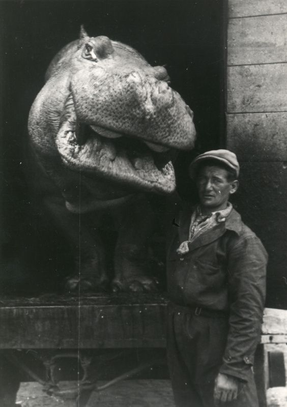 Hroch Petr s ošetřovatelem | Foto: Archiv Zoo Praha