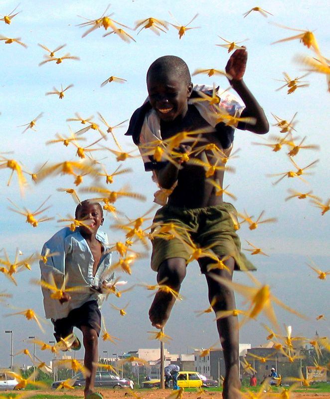 Západní Afriku postihla invaze kobilek - nejhorší za patnáct let. | Foto: Reuters