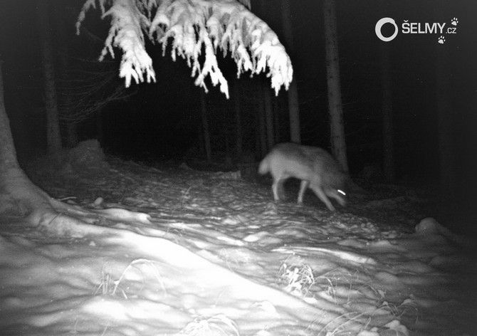 Vlk zachycený fotopastí v oblasti Žďárských vrchů na Vysočině. | Foto: Šelmy.cz