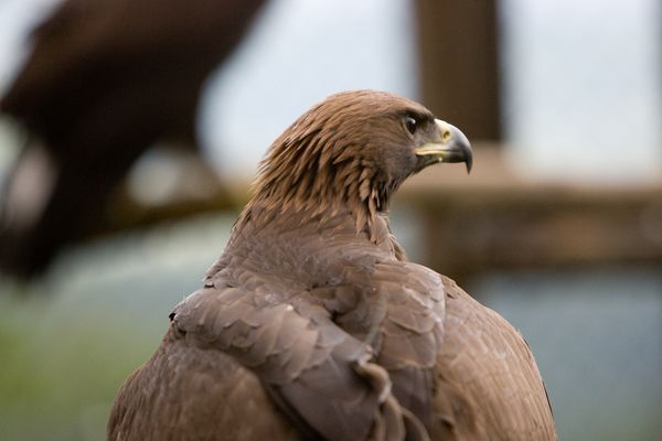 Týden před vypuštěním se k nim připojil orel Evžen. | Foto: Petr Sznapka