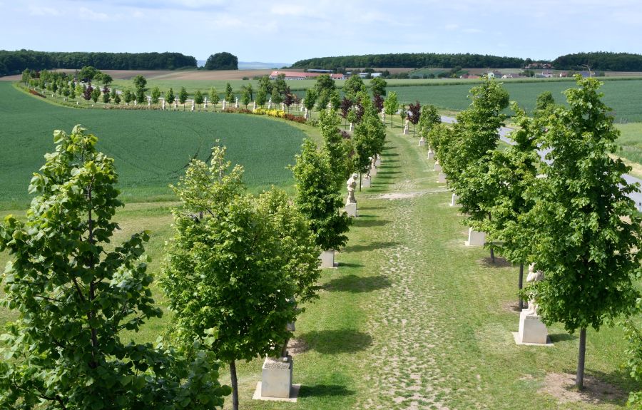 Pýchy krajiny, kterým hrozí pokácení. Tato stromořadí se ucházejí o titul Aleje roku