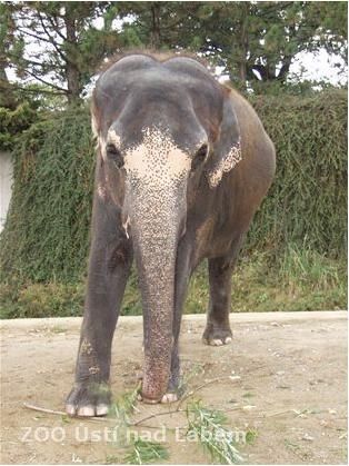 Získala od vás více než 7 procent hlasů. | Foto: Zoo Ústí nad Labem