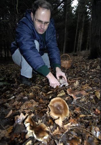 Nebývale brzy mohou letos houbaři vyrazit díky teplému počasí do lesů střední Moravy. Přesvědčili se o tom mykologové v lese u Kokor na Přerovsku , kde 6. ledna našli bezmála 30 druhů jedlých, ale i jedovatých hub, z nichž mnohé normálně přestávají růst na konci podzimu. K velmi dobrým jedlým houbám patří čirůvky fialové a strmělky mlženky. | Foto: čtk