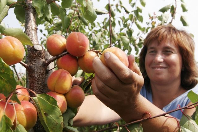 Hana Strbačková sklízí úrodu v sadech největšího tuzemského pěstitele meruněk, společnosti Patria z Kobylí na Břeclavsku, kde v těchto dnech začala sadařům sklizeň. Z celkové výměry asi 216 hektarů sadů zde pěstují meruňky na 160 hektarech. Vzhledem ke špatnému opylení i počasí ale pěstitelé čekají jen třetinovou úrodu, a to 250-300 tun. | Foto: čtk