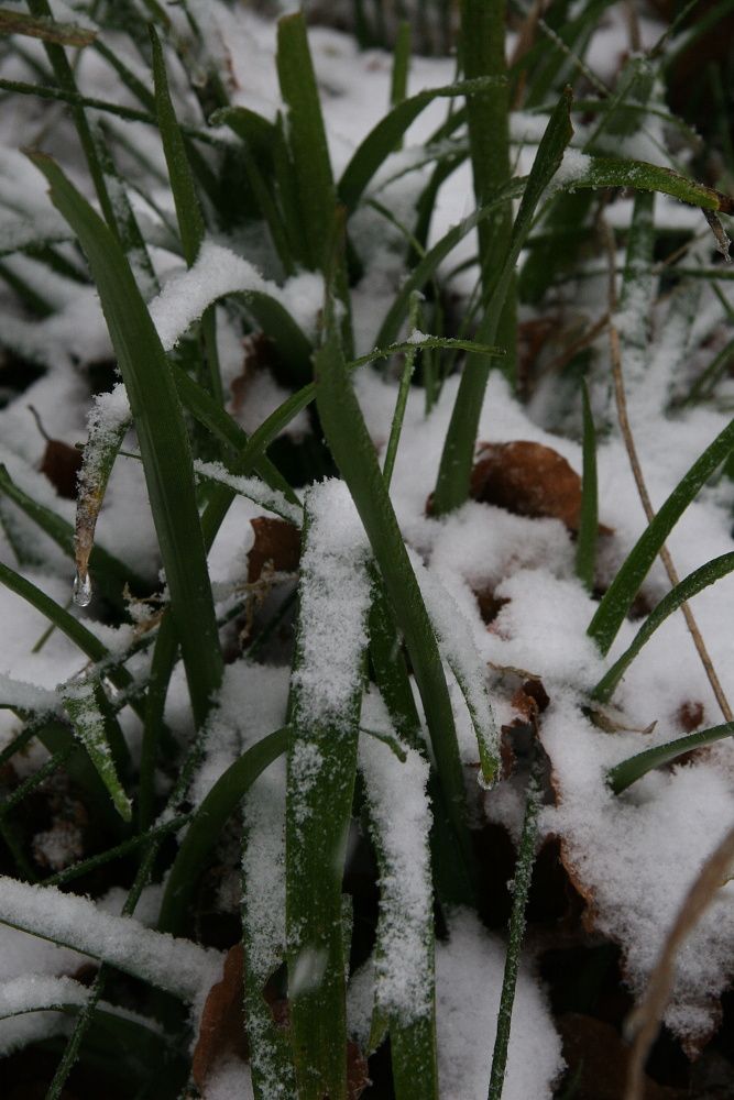 ...většina řidičů ještě neměla přezuté pneumatiky... | Foto: Tomáš Jiřička, NP Šumava