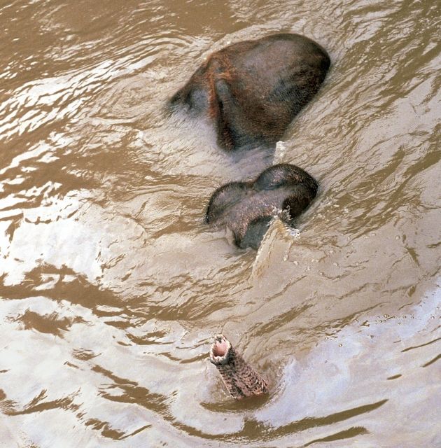 Topícího se slona museli uspat veterináři, aby ho ušetřili trápení. Jeho tragický osud se stal jedním ze symbolů povodní a dojímal širokou veřejnost. | Foto: René Jakl / ČTK