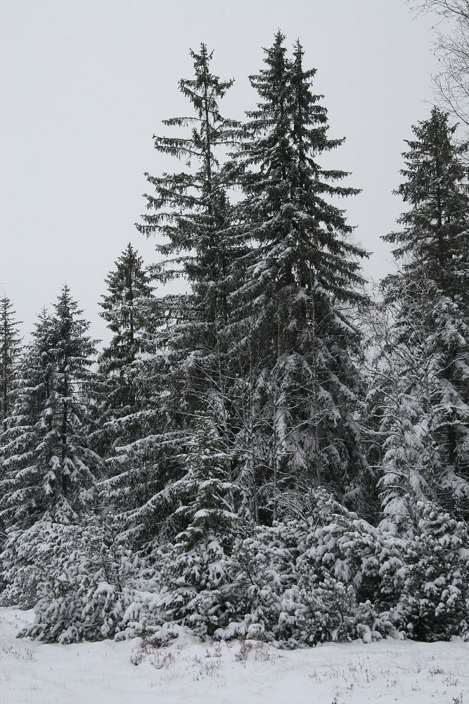 ...vyjížděli ke spadaným stromům... | Foto: Tomáš Jiřička, NP Šumava