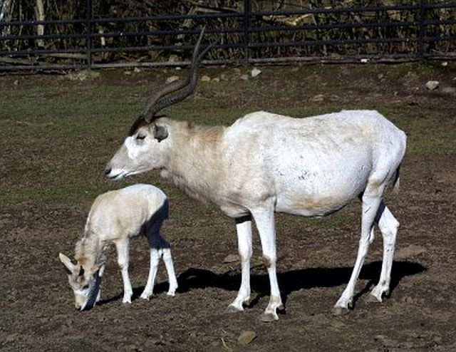 Foto: Zoo Praha