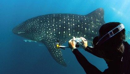 Australský podmořský park Ningaloo je rájem pro milovníky obřích žraloků. | Foto: Reuters