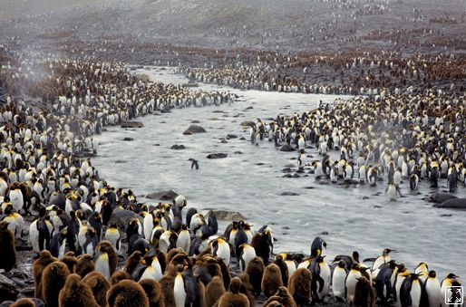 1. cena Příroda (série): Paul Nicklen, Antarktida | Foto: Aktuálně.cz