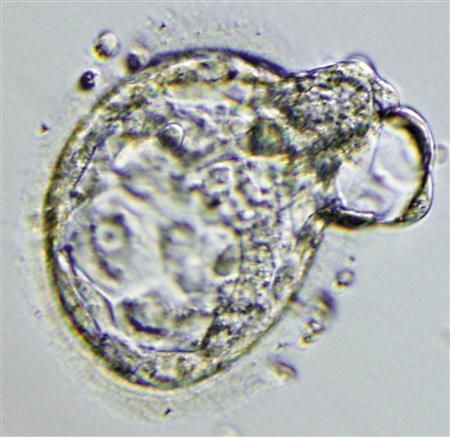 Klonované embryo na snímku společnosti Stemagen. | Foto: Reuters