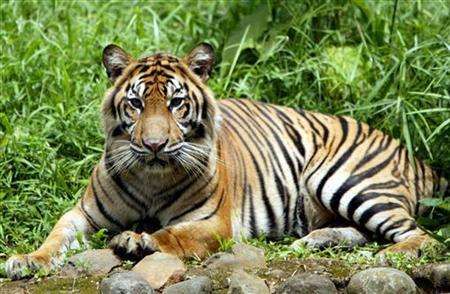 Mladý tygr sumaterský v ZOO v Jakartě. | Foto: REUTERS/Darren Whiteside