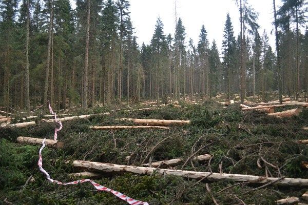 Na pokácených místech teď správa parku vysazuje nové stromky | Foto: Hnutí DUHA