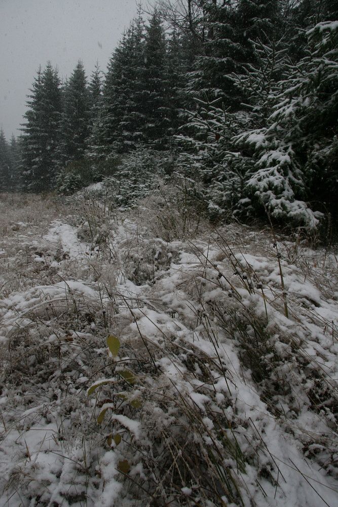 ...v sobotu sněžilo celý den... | Foto: Tomáš Jiřička, NP Šumava