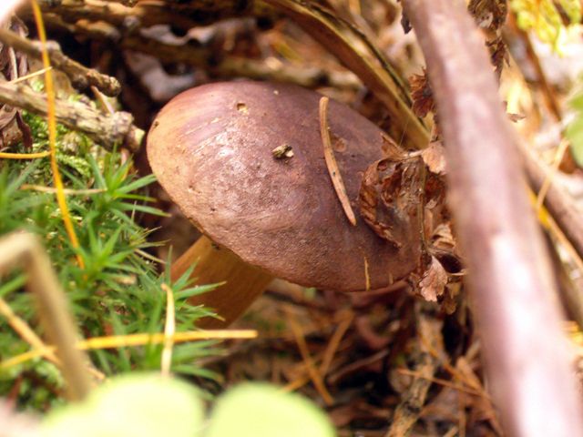 ...ostřížímu oku houbaře ani zoomu jeho objektivu však obvykle neuniknou | Foto: Jiří Hloušek