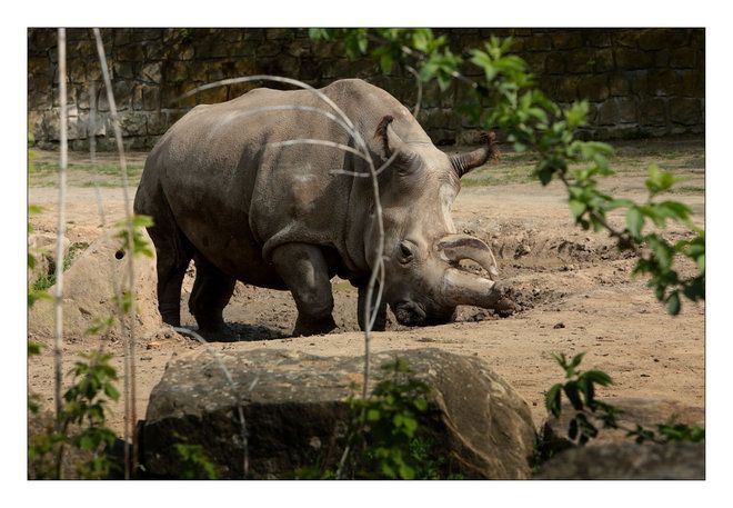 Vzácná samice Nabiré, jeden z posledních pěti severních bílých nosorožců, uhynula. | Foto: http://www.zoodvurkralove.cz/