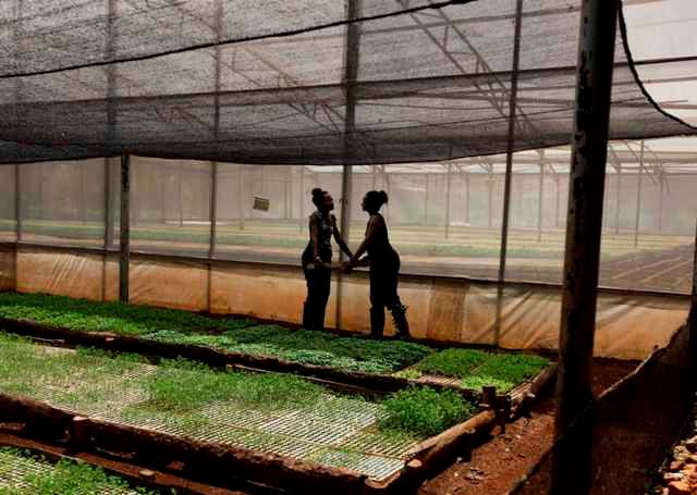 Práce na biofarmě | Foto: Reuters