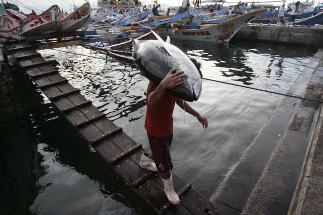 Přístavní pracovník snáší z rybářské lodi tuňáka. 9. ledna 2008, Filipíny | Foto: Reuters