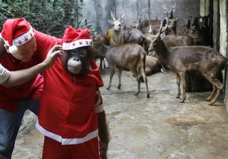 Orangutan v obleku Santa Clause o Vánocích ve filipínském hlavním městě Manile. | Foto: Reuters