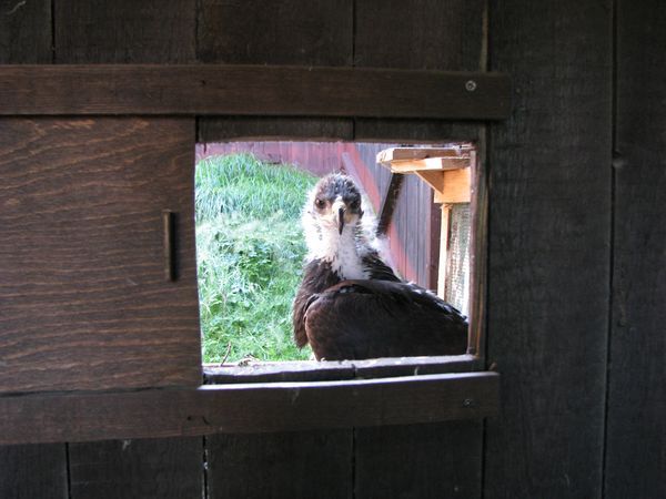 V Bartošovicích se mláďata střídala u adoptivní matky Diny. | Foto: CSOPNJ