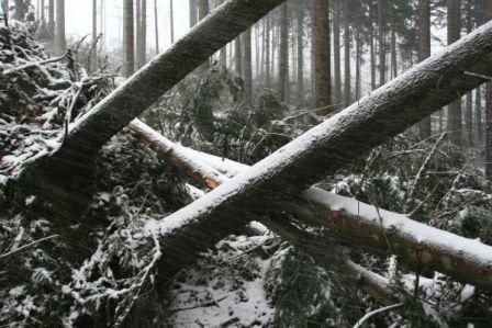 Následky vichřice v Krkonoších | Foto: KRNAP