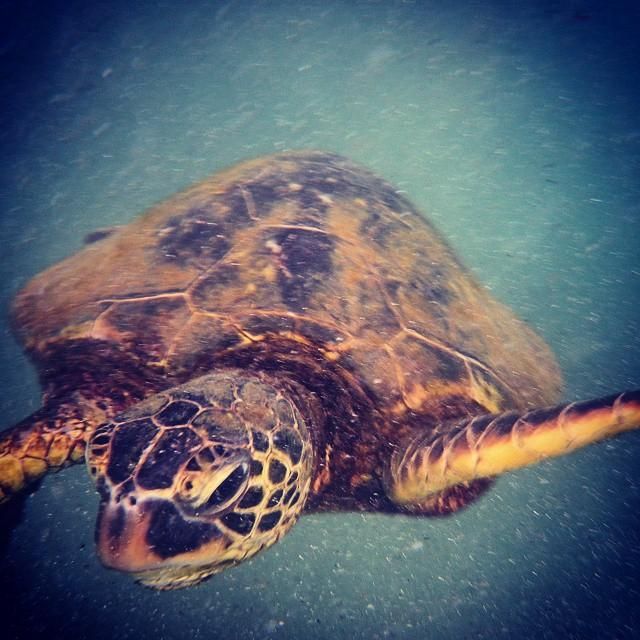 Instagram: vítěz - Ladislav Nábělek. Kareta. | Foto: Ladislav Nábělek, www.vedajekrasna.cz