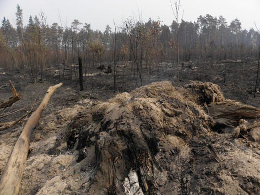 Vyhořelý les sousedící s chatovou oblastí na okraji Kupavny. | Foto: Jiří Just