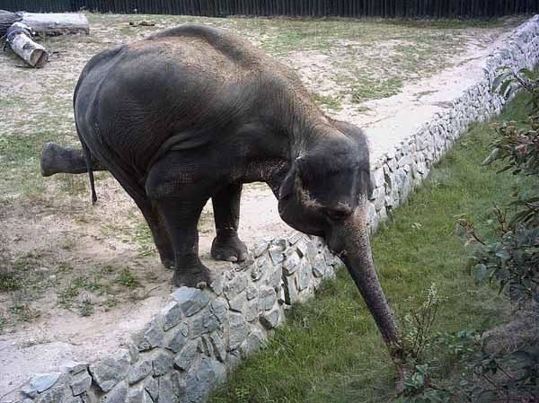 Přesto Delhi v projektu pokračuje a chovatelé doufají, že se slůněte dočkají. | Foto: Zoo Ústí nad Labem