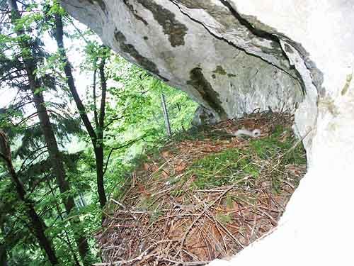 Na stavbu hnízd orli používají suché větve. | Foto: www.orolskalny.sk