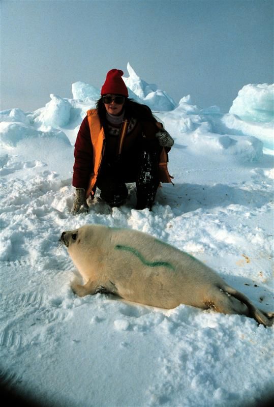 Aktivistka Greenpeace nastříkala v roce 1980 barvu na tulení kůži, aby se stala bezcenná pro lovce. | Foto: Greenpeace