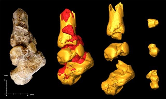 Fosilie a model chodidla a kotníku. | Foto: Peter Schmid, Wits University, Johannesburg