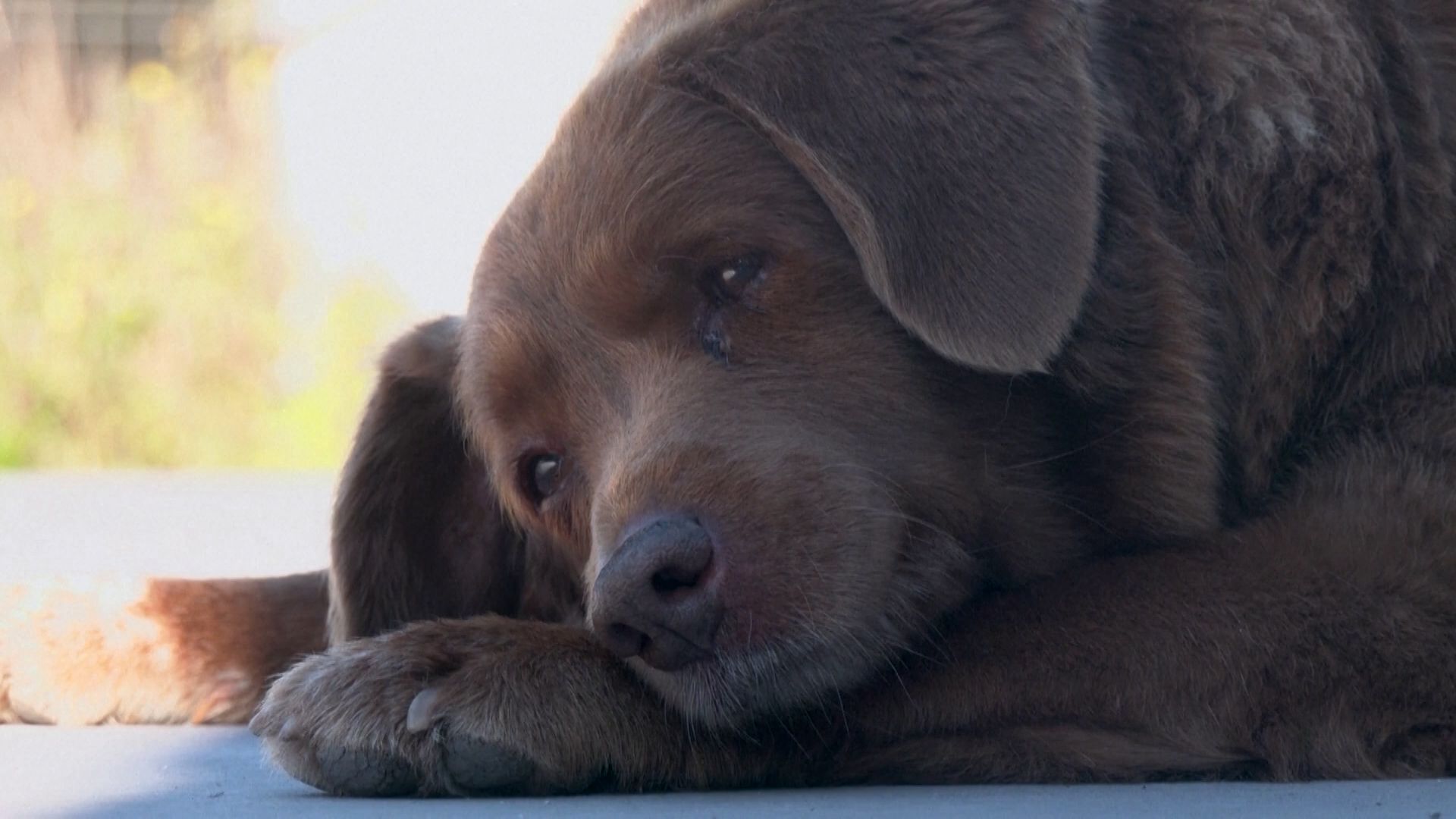 “Bobi’s story is miraculous.  The oldest dog in the world defied nature