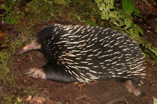 Dlouhonosá paježura Bruijnova, patřící k primitivním savcům kladoucím vajíčka | Foto: Stephen Richards / Conservation International