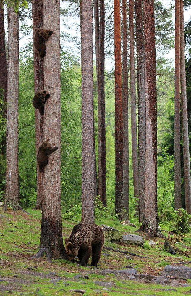 Tři medvědi na stromě. © Valtteri Mulkahainen (Finsko) | Foto: Comedy Wildlife Photography Awards