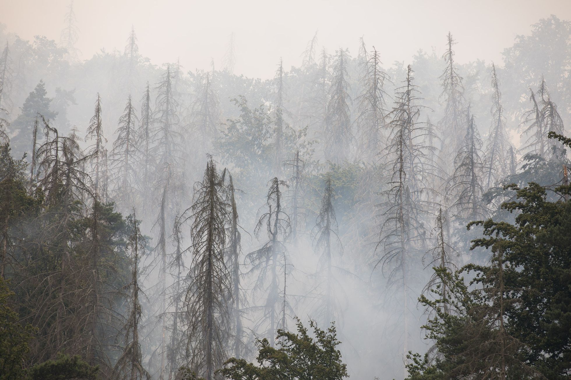 Les incendies de forêt de cette année ont causé le plus d’émissions en 15 ans, libérant 6,4 mégatonnes de carbone