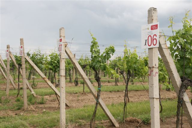 Každý řádek na vinici dostal svoje číslo. Lidé na základě souřadnic GPS mohou sledovat, jak se jejich keři daří. | Foto: Tomáš Fránek