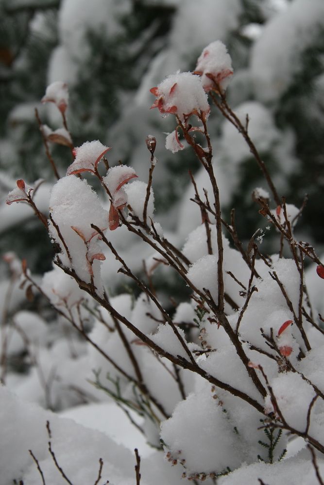 ...pod tíhou sněhu někde i padaly stromy... | Foto: Tomáš Jiřička, NP Šumava