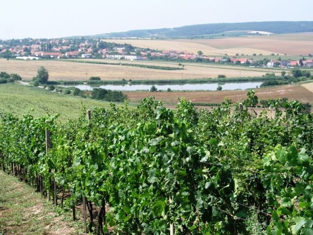 Z těchto vinic pochází jeho vína | Foto: www.valihrach.cz