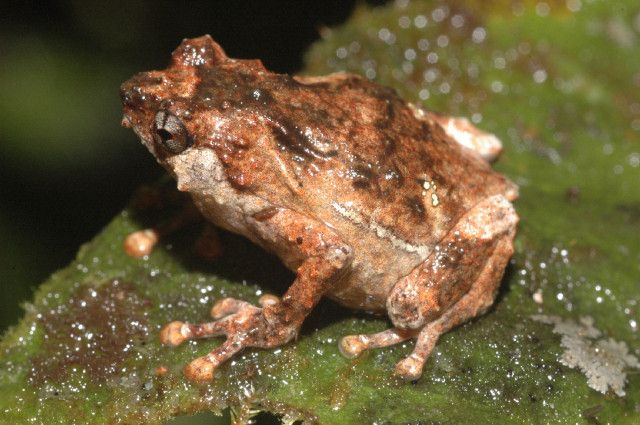 Dosud nepopsaný druh žáby rodu papuánka (Albericus) | Foto: Stephen Richards / Conservation International